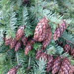 Christmas Greens with Cones