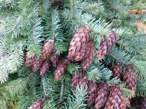 12.10.20 Christmas Greens with Cones