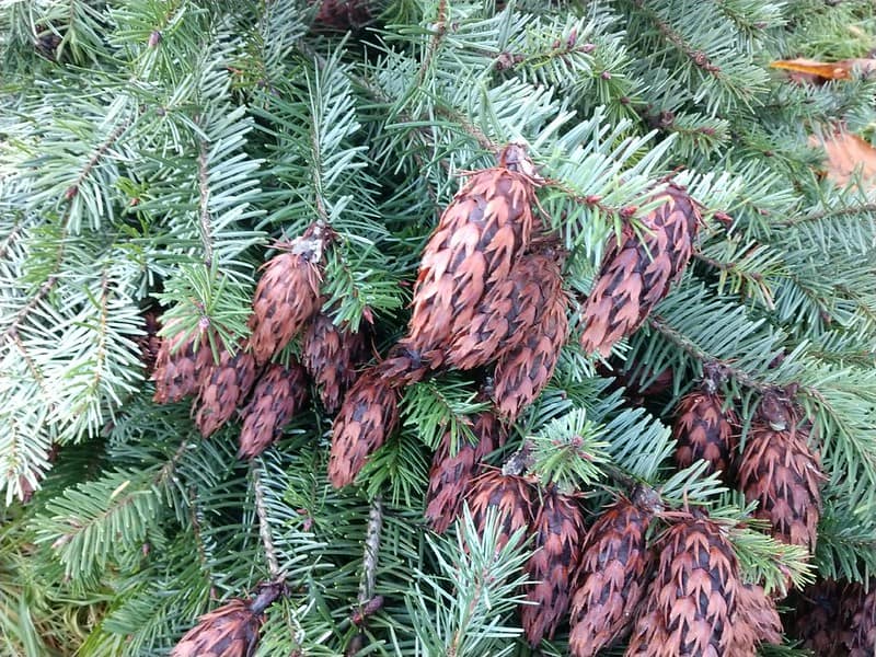 Christmas Greens with Cones