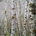 Birch Poles from Oregon Coast