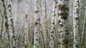 10.22.20 Birch Poles from Oregon Coast