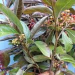 Viburnum Berries