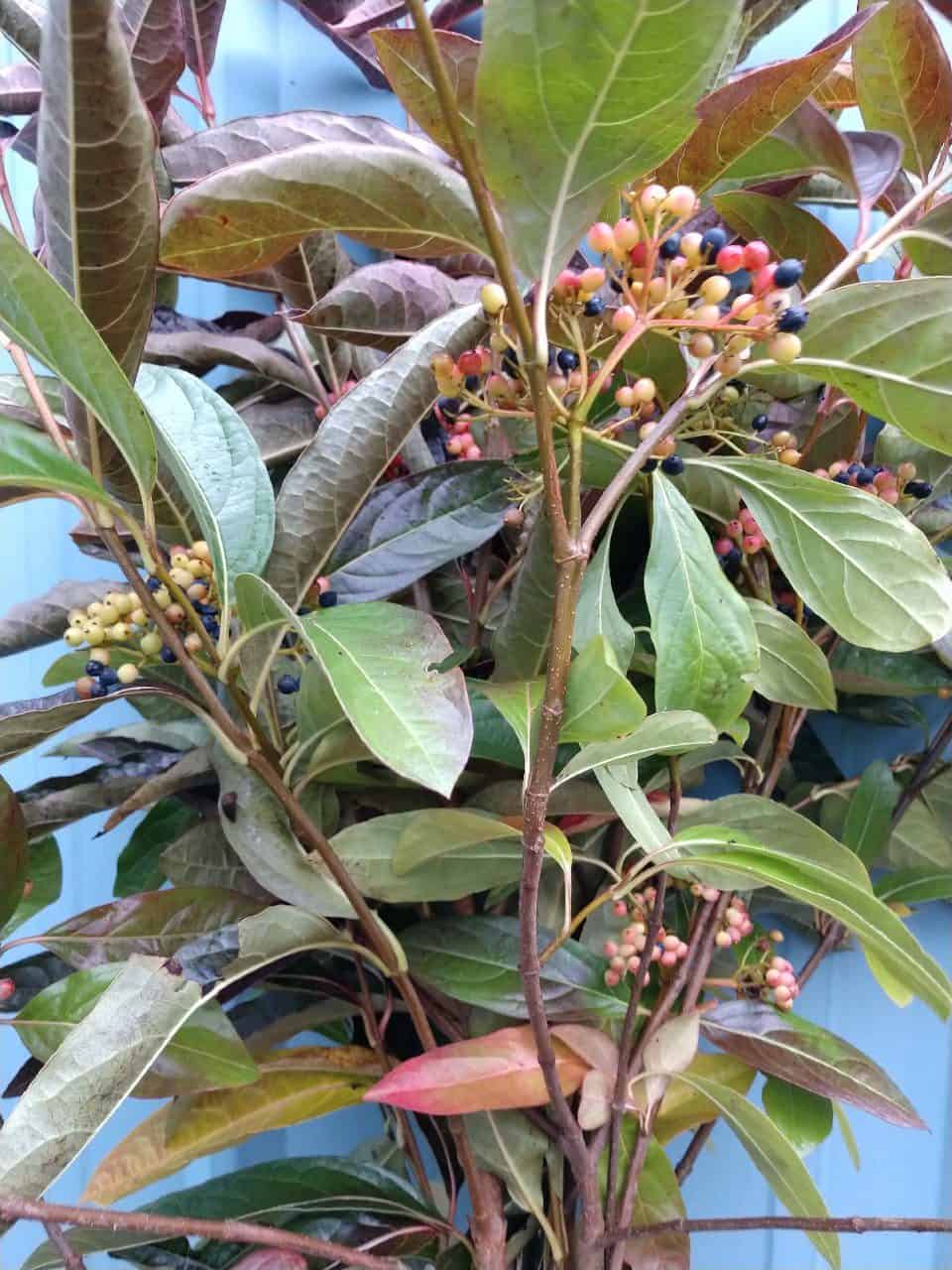 Viburnum Berries