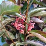 Viburnum Berries 