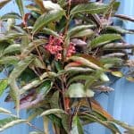 Viburnum Berries 