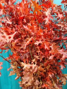11.05.20 Ruby Red Fall Oak Branches Thanksgiving Oak Branches