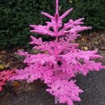 pink christmas trees