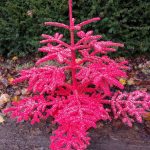 red christmas trees