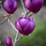 black magnolias on the oregon coast