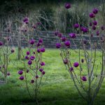 black magnolia flowers