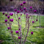 oregon coastal flowers