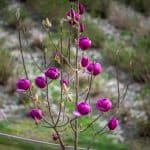 oregon coastal flowers