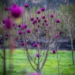 black tulip magnolia