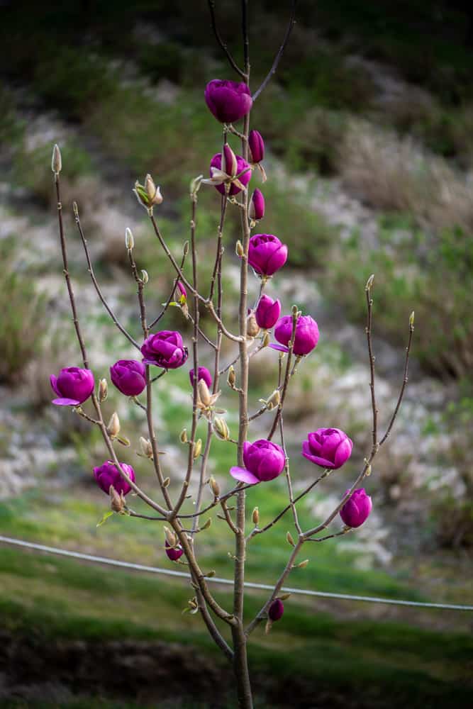 Purple tulip magnolia in the field