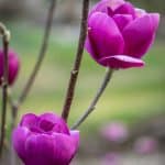 black tulip magnolia