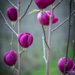 Black Tulip Magnolia Branches Specialty Cut Flowers