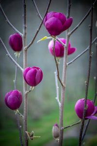 Black Tulip Magnolia Branches Specialty Cut Flowers
