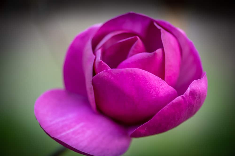 Purple tulip magnolia close-up