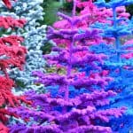 flocked christmas trees