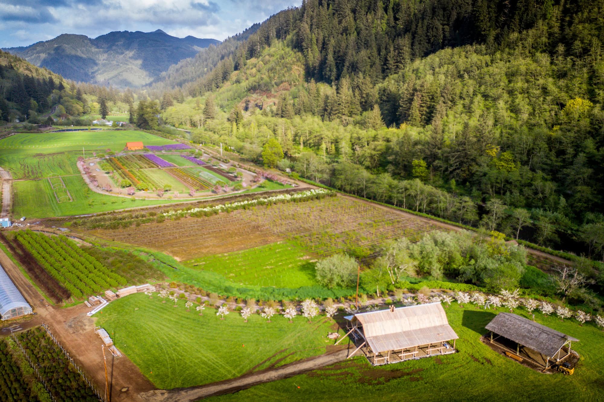 spring time flower farm