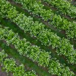 flower farmers on the oregon coast