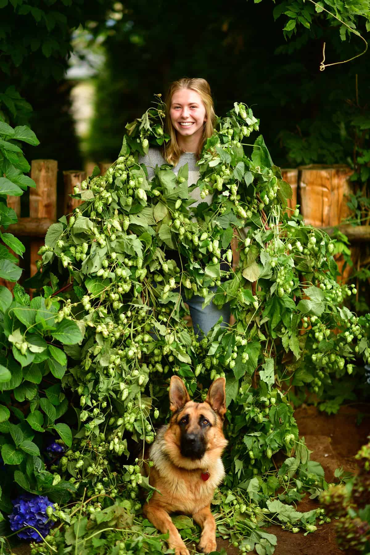 8.25.21 Fresh Oregon 18′ Hop Vines natural hop garland.