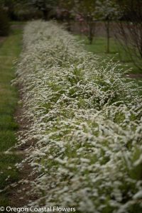 3.30.20 Spirea, Hellabores, & other Easter Specialty Branches