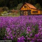 lunaria flowers blooming