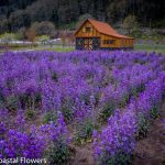 lunaria flowers blooming