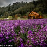 oregon coastal flowers