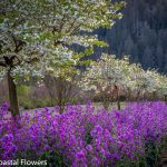 lunaria