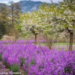 lunaria cherry