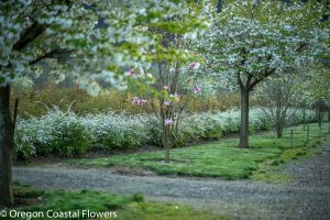 Spirea specialty cut flowers