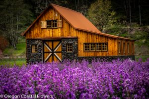4.16.20 Lunaria is blooming, lunaria dried flowers are available in the fall.