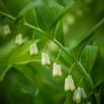 Solomon's Seal Specialty Cut Flower