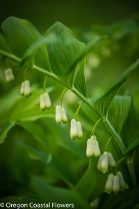 4.30.20 Solomon's Seal Specialty Cut Flower