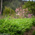 oregon coastal flowers