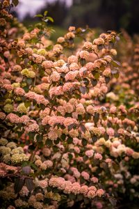 4.23.20 Pink Snowball Viburnum