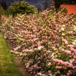 pink snowball viburnum