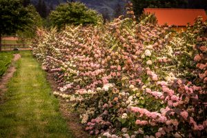 Pink Snowball Viburnum Mother's Day Flowers