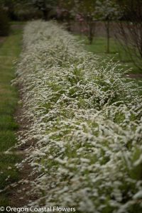 3.21.21 Spirea Specialty Cut Flowers