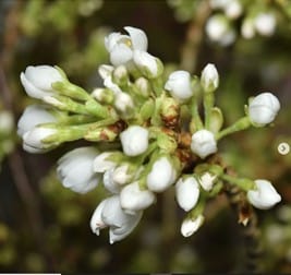 white cherry flowering branches