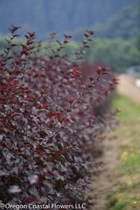 5.28.21 Diablo & Autumn Ninebark Cut Foliage