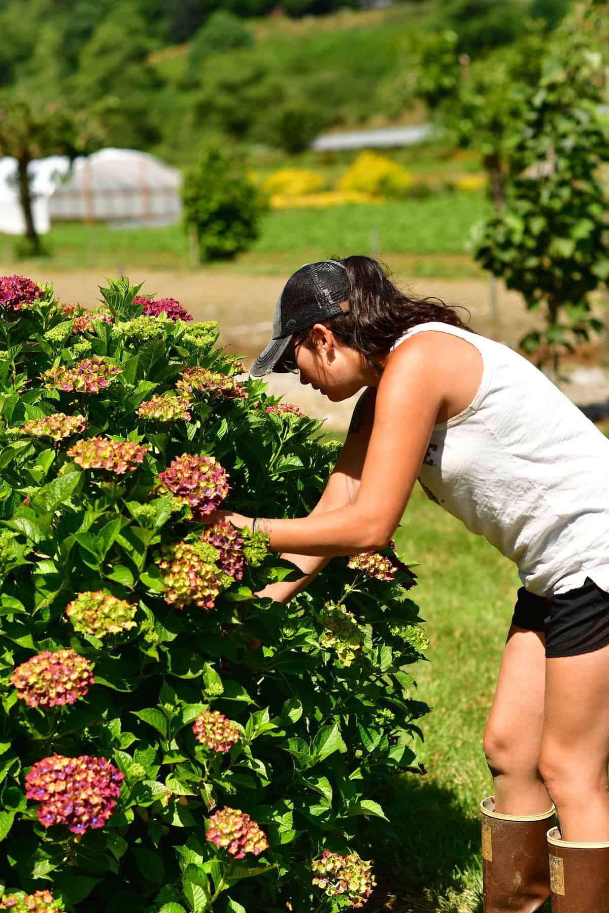 Pistachio Hydrangea Green & Red