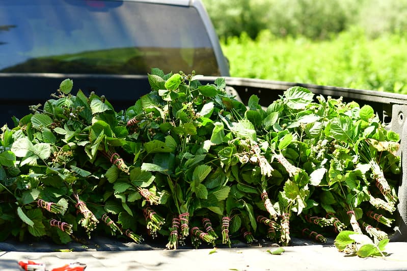 6.29.21 Blackberry Branches as specialty cut flowers.