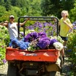 purple hydrangeas for weddings