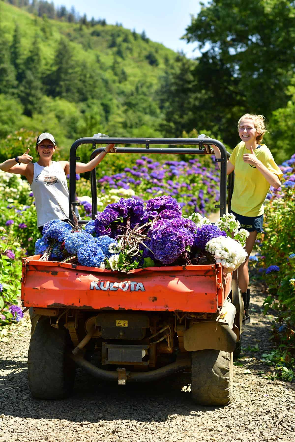 purple hydrangeas for weddings