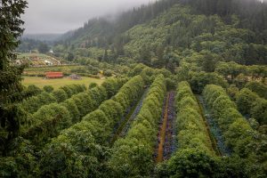 7.22.21 Hydrangea Ranch Wedding Venue on the Oregon Coast