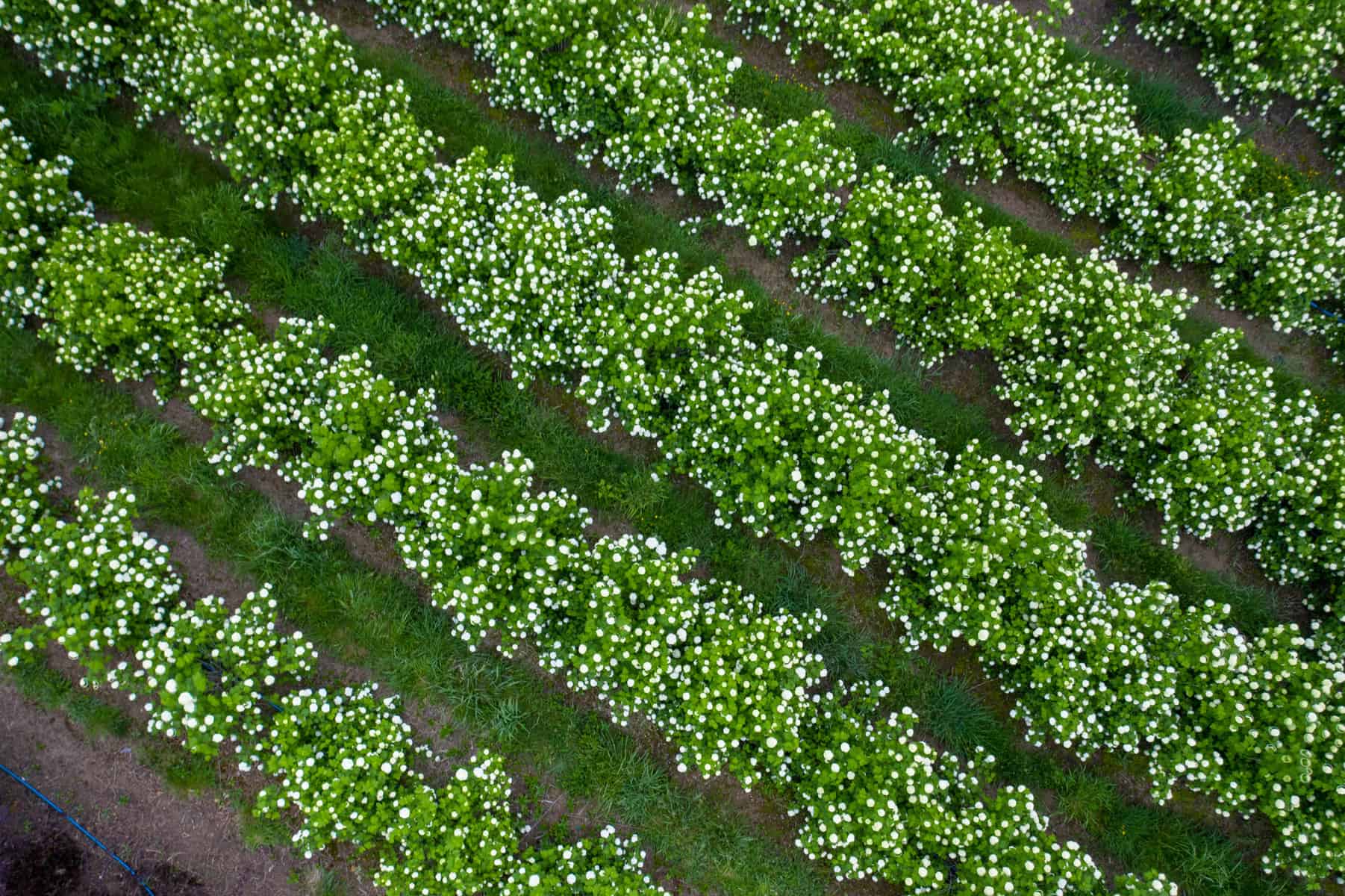 4.28.21 Snowball Viburnum and Popcorn Viburnum