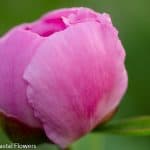 wholesale pink peony